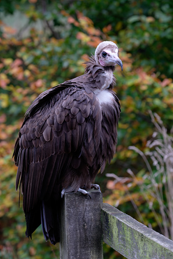 Hooded vulture )Necrosyrtes monachus) perched on a wooden fence post.