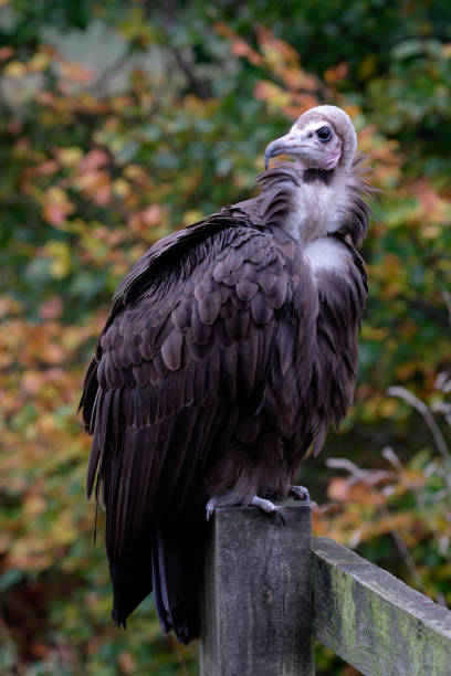Graceful Turkey Vulture, Cathartes aura, soaring effortlessly across the skies of North and South America, with its distinctive V-shaped flight and keen scavenging skills.
