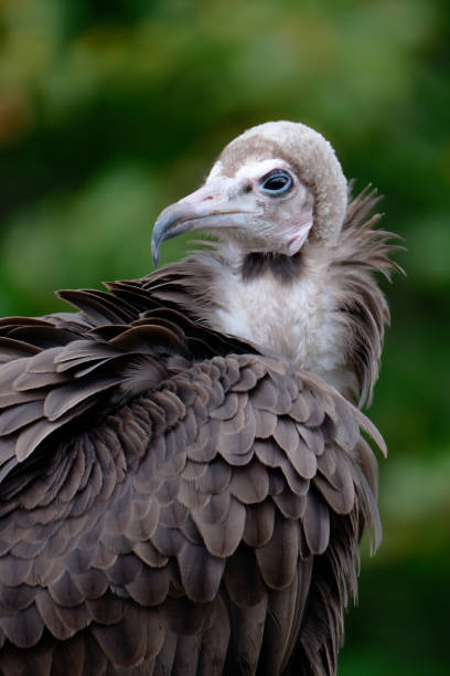 istock Hooded Vulture - Necrosyrtes monachus 2149072833