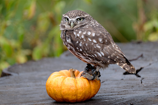 A little owl sitting on a pumpkin.