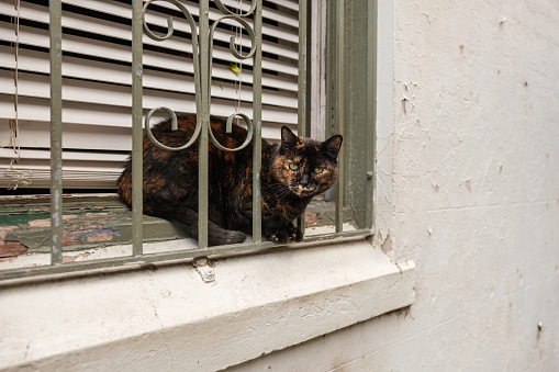 Cat resting on a window sill and looking at camera.