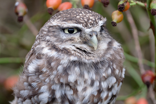Nesting female eastern screech owl Megascops asio with eggs in a nest box in Bonita Springs, Florida