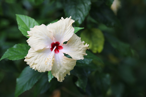Yellow hibiscus with green leaves background