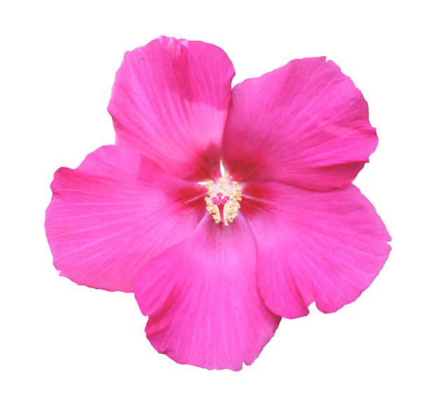 Pink hibiscus flower isolated on white background