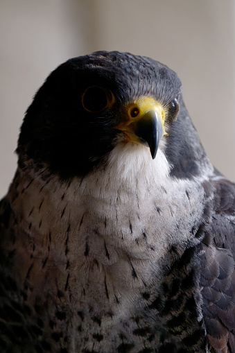 A close-up of the face of a Peregrine Falcon (Falco peregrinus). The fastest animal in the world.