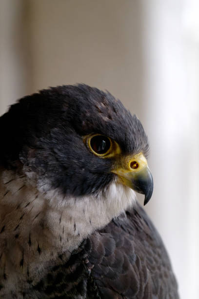 istock Peregrine Falcon (Falco peregrines)Close Up 2149073007