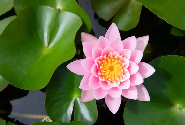 Top view of Pink Hardy Water lily flower with green leaves in background