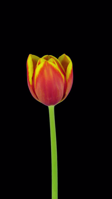 Growing, opening and rotating red-yellow tulip with ALPHA channel