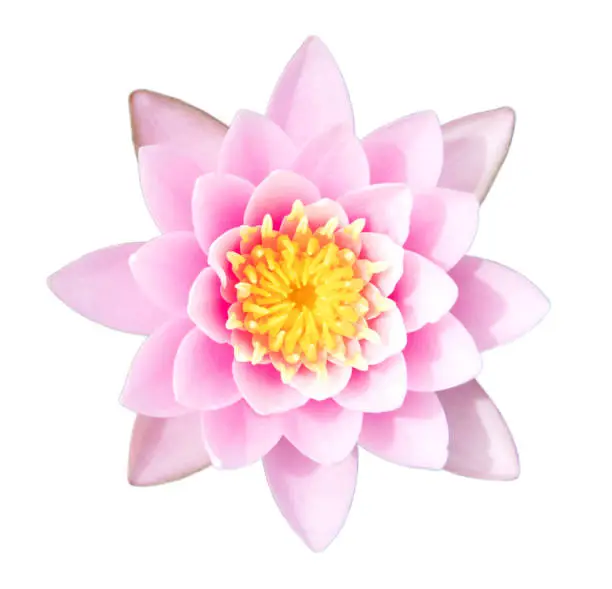 Top view of Pink Hardy Water lily flower with green leaves in background