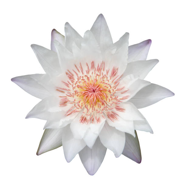 istock Top view of white tropical waterlily (brown pollen) 2149073115