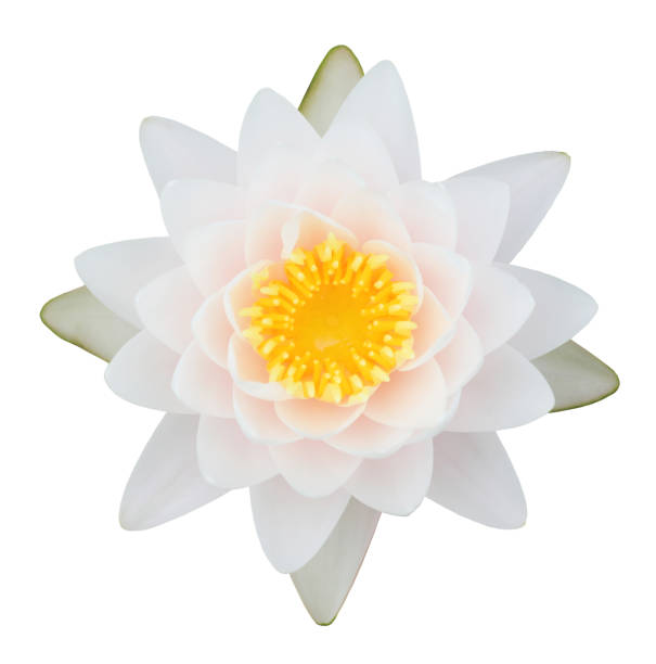 istock Top view of light pink tropical waterlily isolated on white background 2149073116