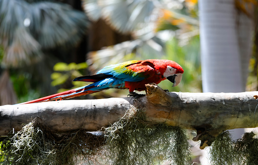 Scarlet macaw, green cornflower perched on a branch
