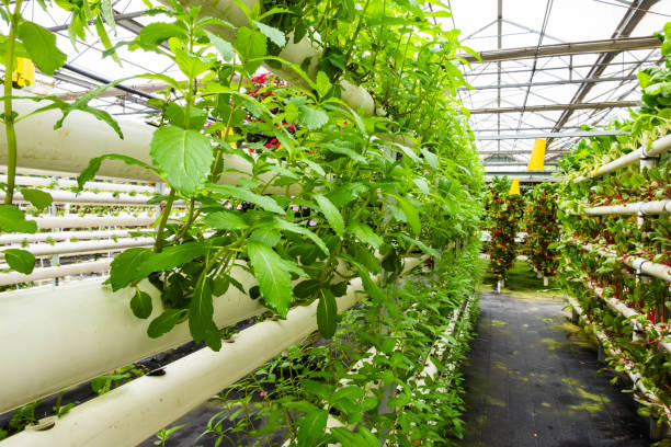 istock aeroponie farm in Ningbo, China 2149073536