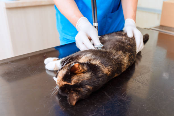 istock An anesthetized cat is examined with a stethoscope at a veterinary clinic. 2149073804