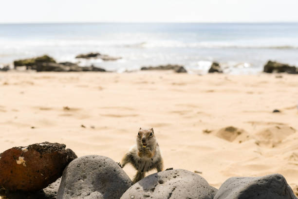 Beautiful portrait of a squirrel on the beaches of Fuerteventura