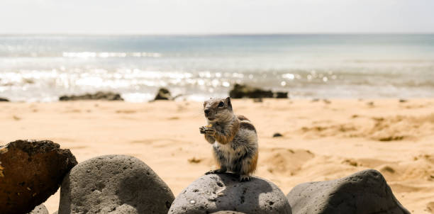 Beautiful portrait of a squirrel on the beaches of Fuerteventura