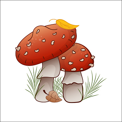 Amanita muscaria mushroom vector illustration. Wild forest mushroom fly agaric in autumn, isolated. Design element for theme forest mushrooms, menu, forest, ingredients, recipe, organic products, etc.