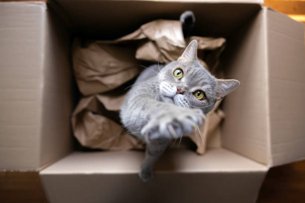 istock British Shorthair cat is reaching up in cardboard box 2149074224