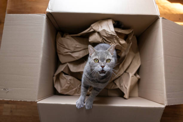istock British Shorthair cat is reaching up in cardboard box 2149074232