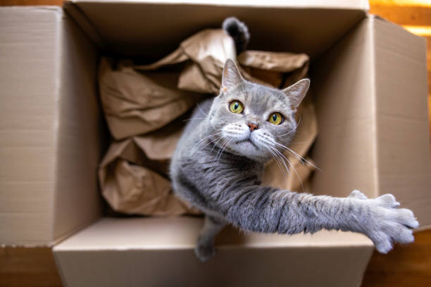 British Shorthair cat is reaching up in cardboard box