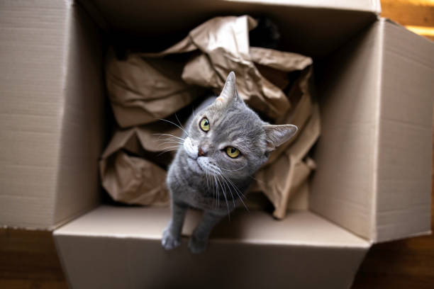 istock British Shorthair cat is reaching up in cardboard box 2149074273