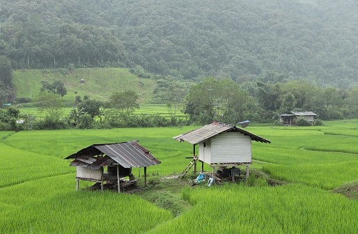Top view of terrace rice field with old hut at Nan province, Thaoland.