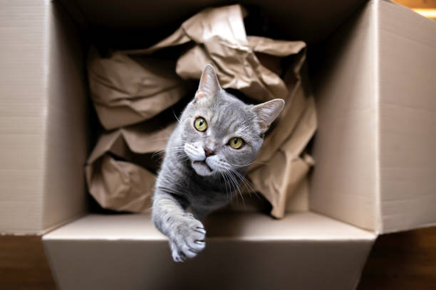 istock British Shorthair cat is reaching up in cardboard box 2149074337
