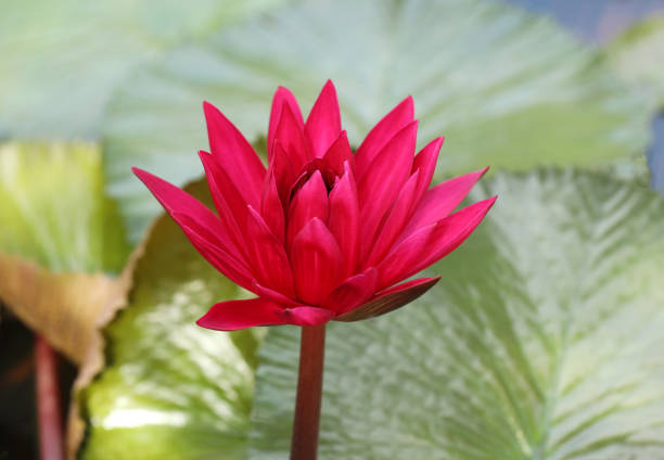 Waterlily flower with green leaves background
