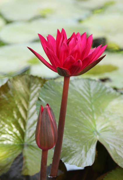 Waterlily flower with green leaves background