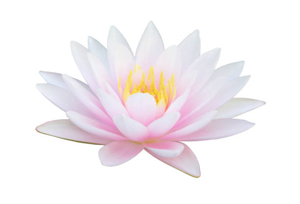 aquatic; bloom; blooming; blossom; flora; floral; flower; garden; gloriosa; green; hairy water lily; lake; leaf; leaves; lily; lotus; natural; nature; nymphaea lotus; nymphaeaceae; petal; pink; plant; pond; red indian water lily; tropical; water; water lily; waterlily;
