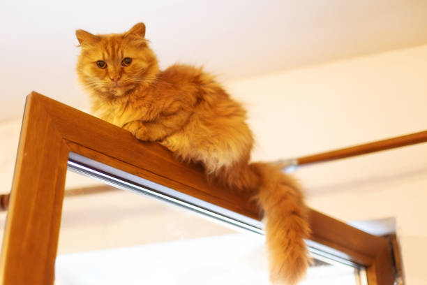 Ginger cat relaxing on terrace.