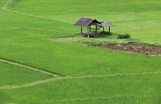 Top view of terrace rice field with old hut at Nan province, Thaoland.
