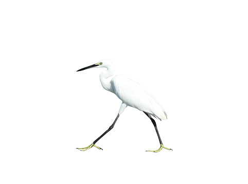 White egret isolated on white background