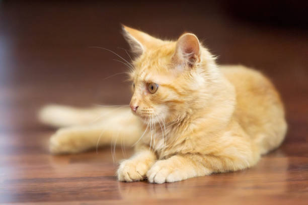 istock Portrait of Playful Ginger cat lying on the floor 2149074656