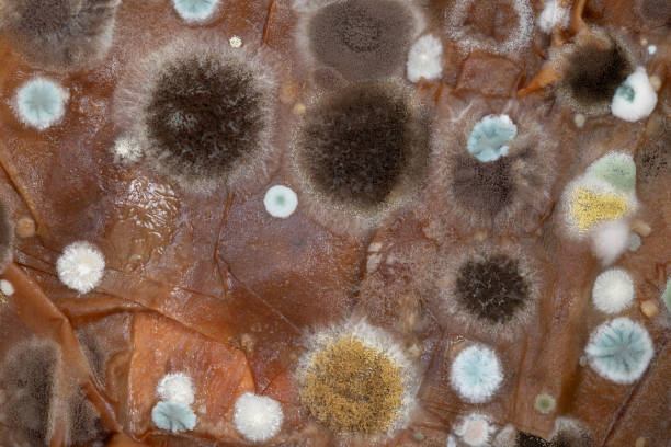 istock Fluffy spores mold as a background or texture. Colorful abstract background from moldy fungus. 2149074673