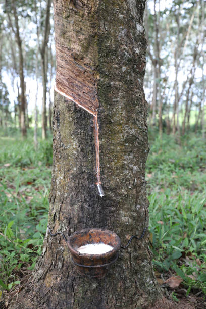 istock Rubber trees in rubber plantation. Rubber latex extracted from rubber tree in bowl. 2149074739