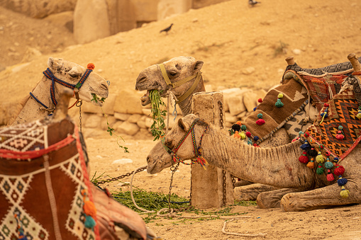Camels sitting the desert.Egypt, Cairo - Giza