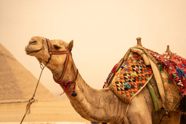 istock Camel sitting in foreground, Giza Pyramids in background.Egypt, Cairo - Giza 2149074810