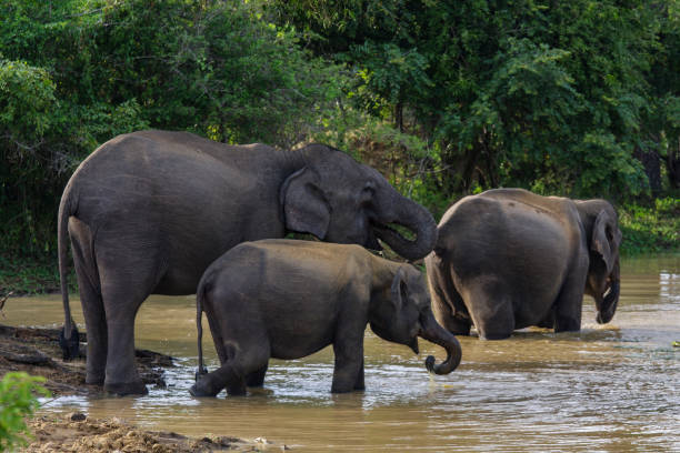 istock Sri Lankan elephants (Elephas maximus maximus)  bathing at Yala National Park 2149075140