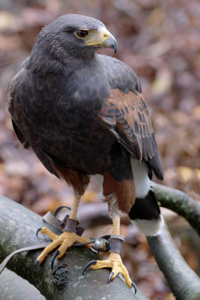 Harris Hawk perching on a woodland branch.