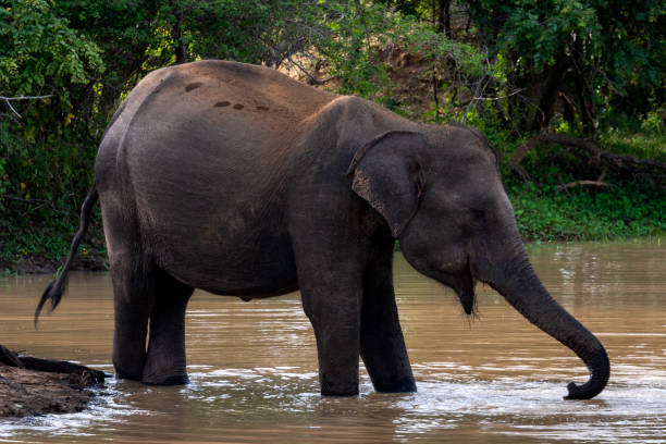 istock Sri Lankan elephants (Elephas maximus maximus)  bathing at Yala National Park 2149075244