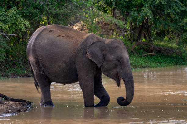 istock Sri Lankan elephants (Elephas maximus maximus)  bathing at Yala National Park 2149075337