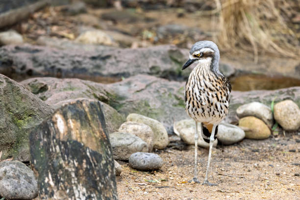 istock Bush stone-curlew, Burhinus grallarius also know as the Bush Thick-knee, Weeloo, Willaroo, Iben bird and Angelbird. A nocturnal ground dwelling bird endemic to Australia. 2149075583