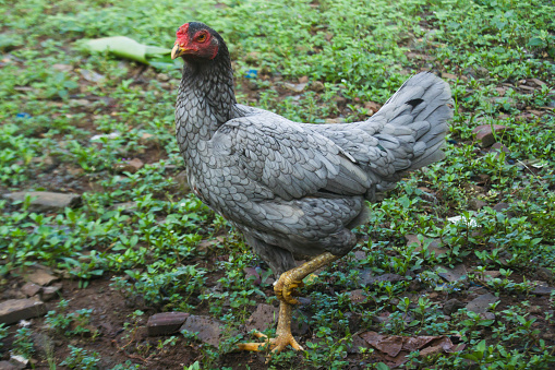 Hen with one leg raised