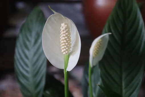 Spathiphyllum wallisii plant closeup with big green leaves and blur background