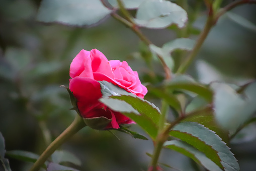 Beautiful pink rose with green leaves on the blur background