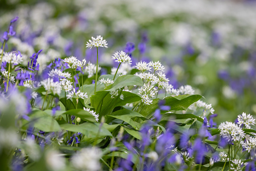 Wild garlic and bluebell flowers in springtime, with selective focus