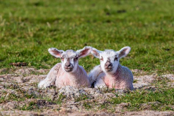 Bathed in the gentle glow of sunrise, a lamb only a few weeks old lies close to its mother in a quiet rural field. The early morning warmth and clear sky add a sense of calm and tenderness