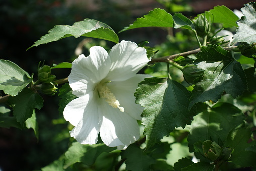 A flower in the leafage of pure white Hibiscus syriacus in August