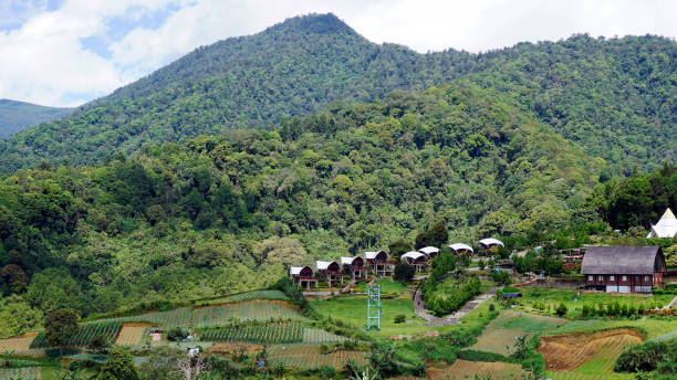 istock Panorama of Rice Plant in Cipanas 2149076813